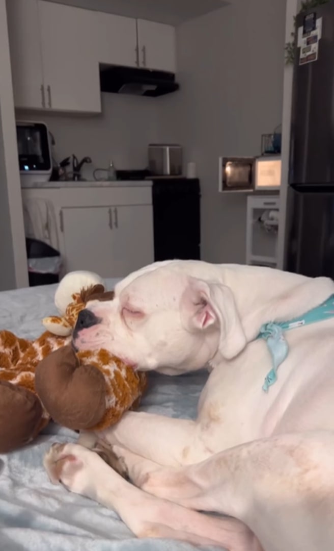sleeping dog