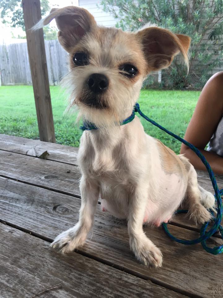 small dog sitting on a table