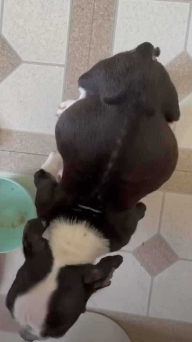small dog with big belly