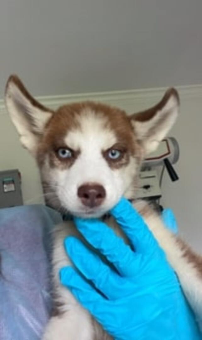 small husky