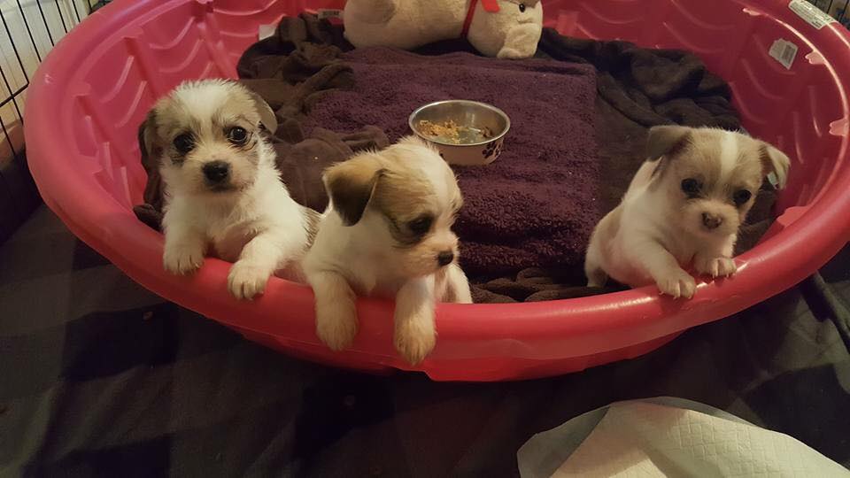 small puppies