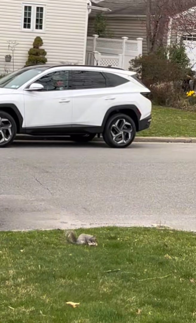 squirrel next to a box