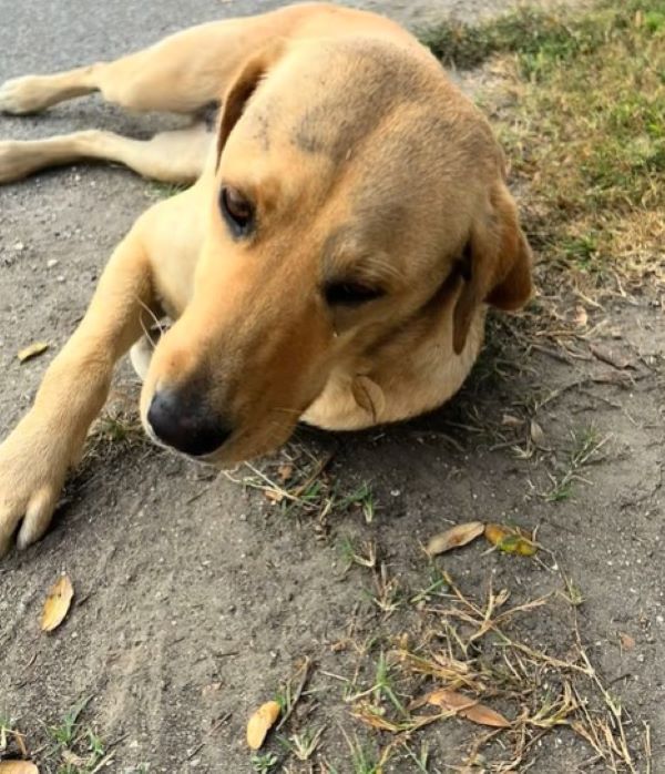 stray brown dog