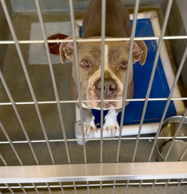 stray dog in a kennel