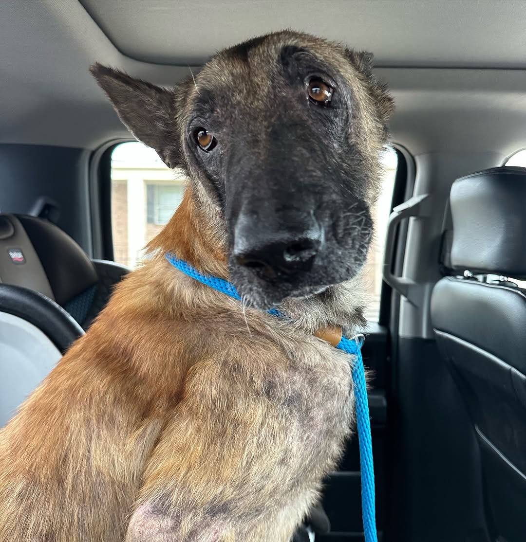 stray dog in car