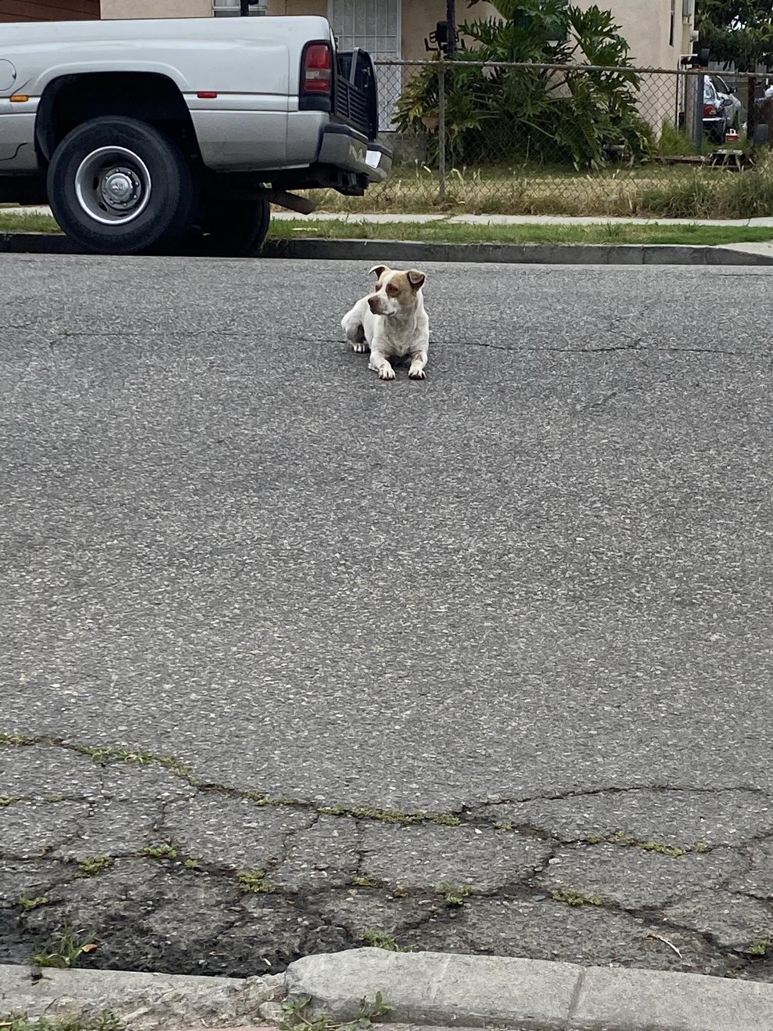 stray dog laying on the street