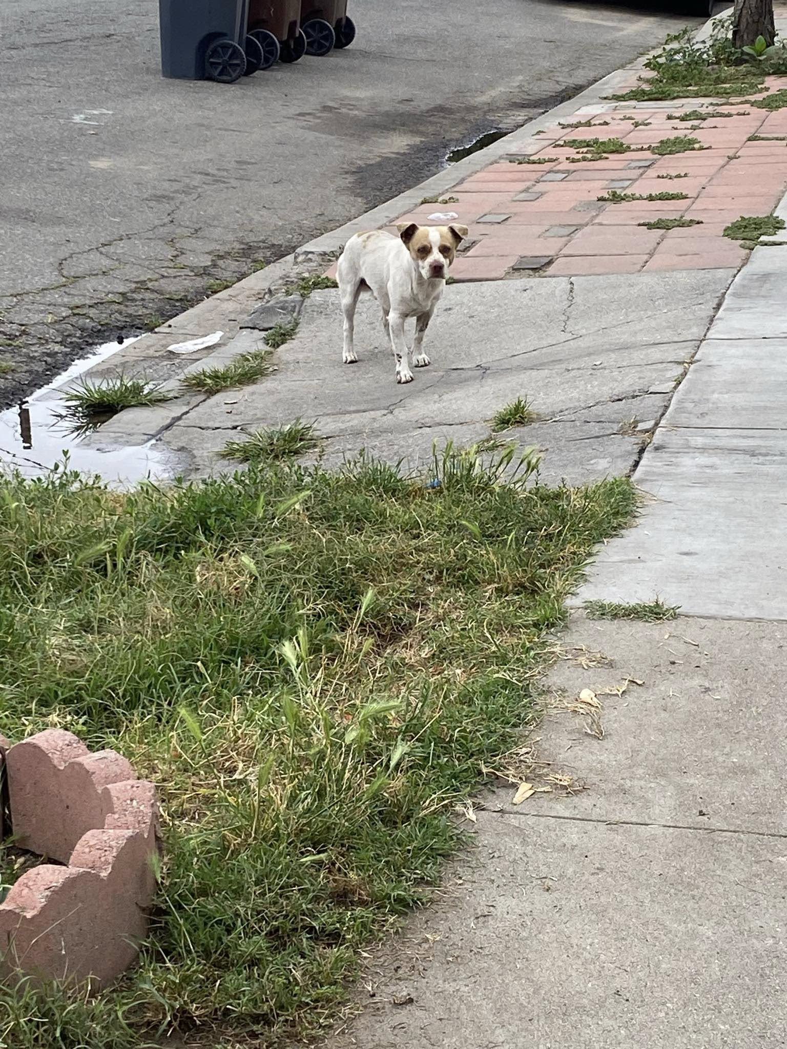 stray dog on a street