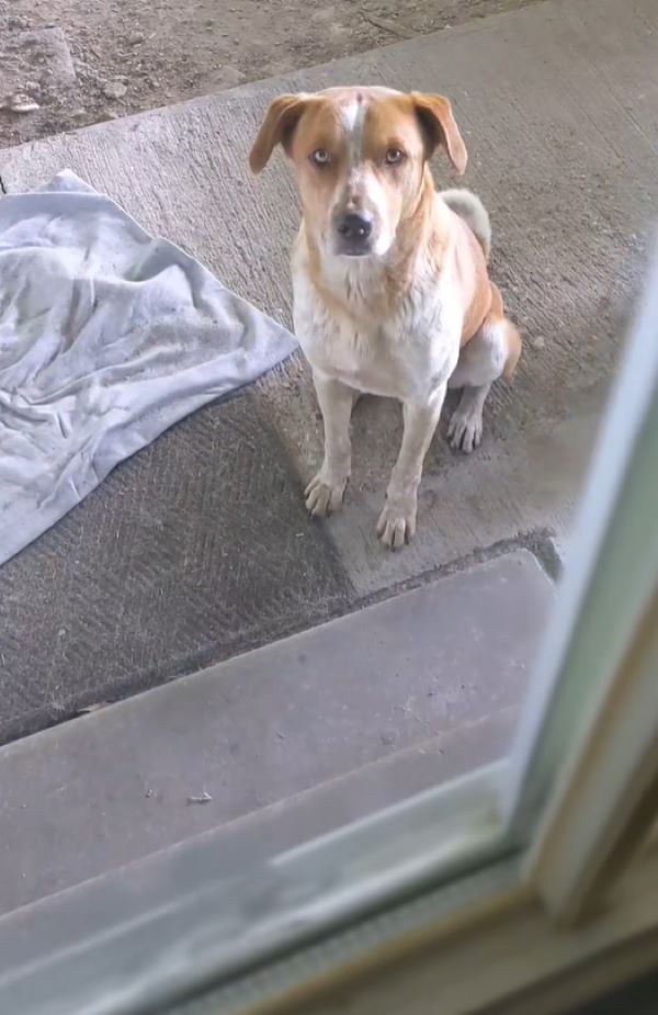 stray dog on porch