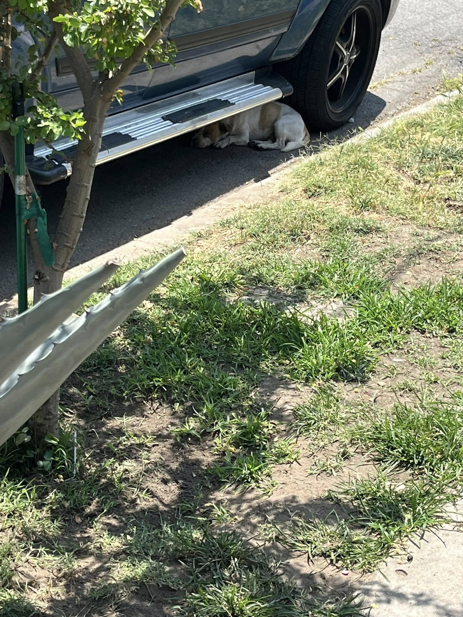 stray dog under car