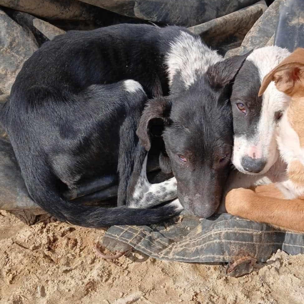 stray dogs