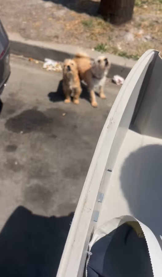 stray dogs