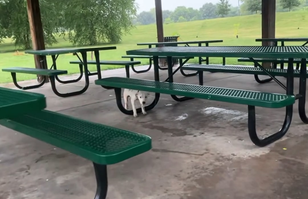 stray white dog