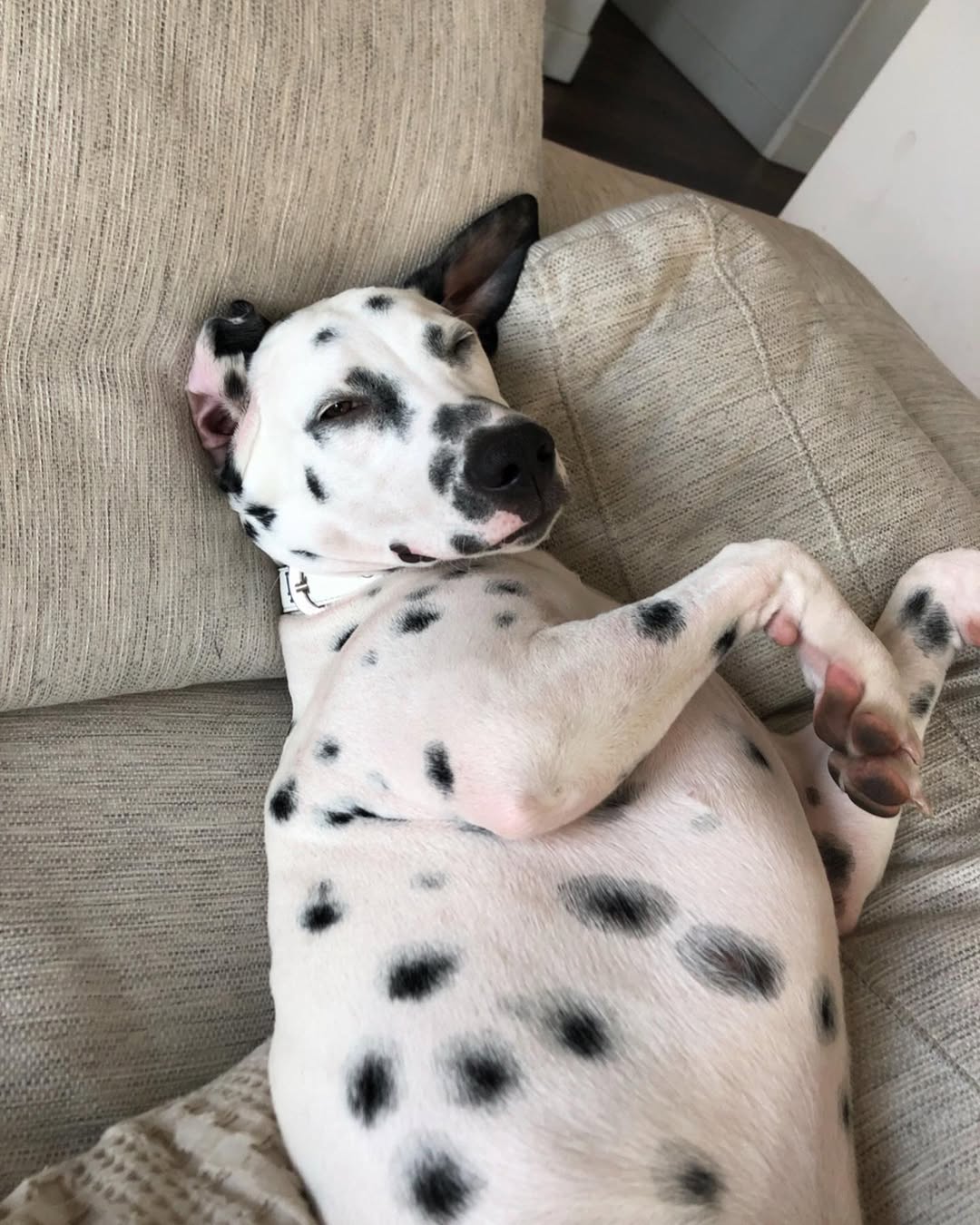 sweet black and white dog