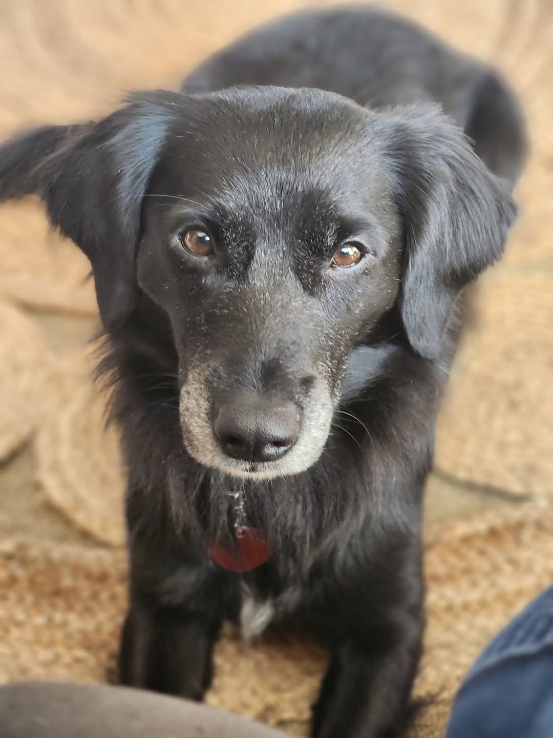 sweet black dog
