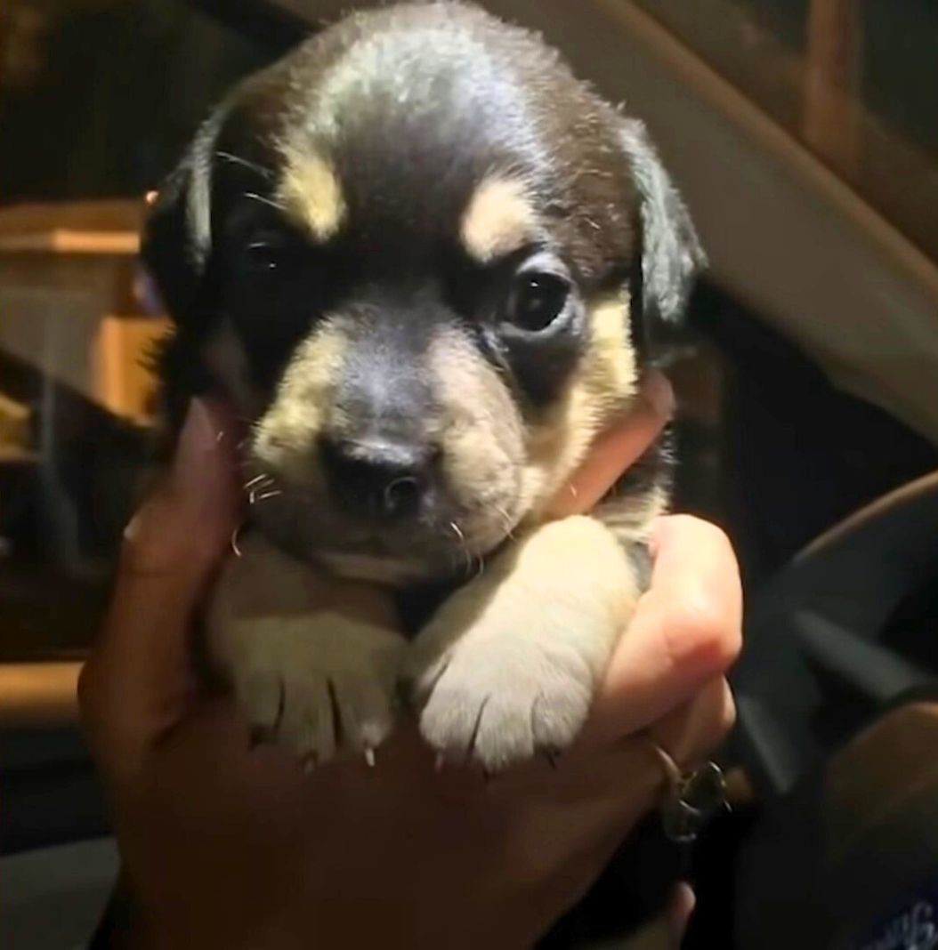 sweet black puppy