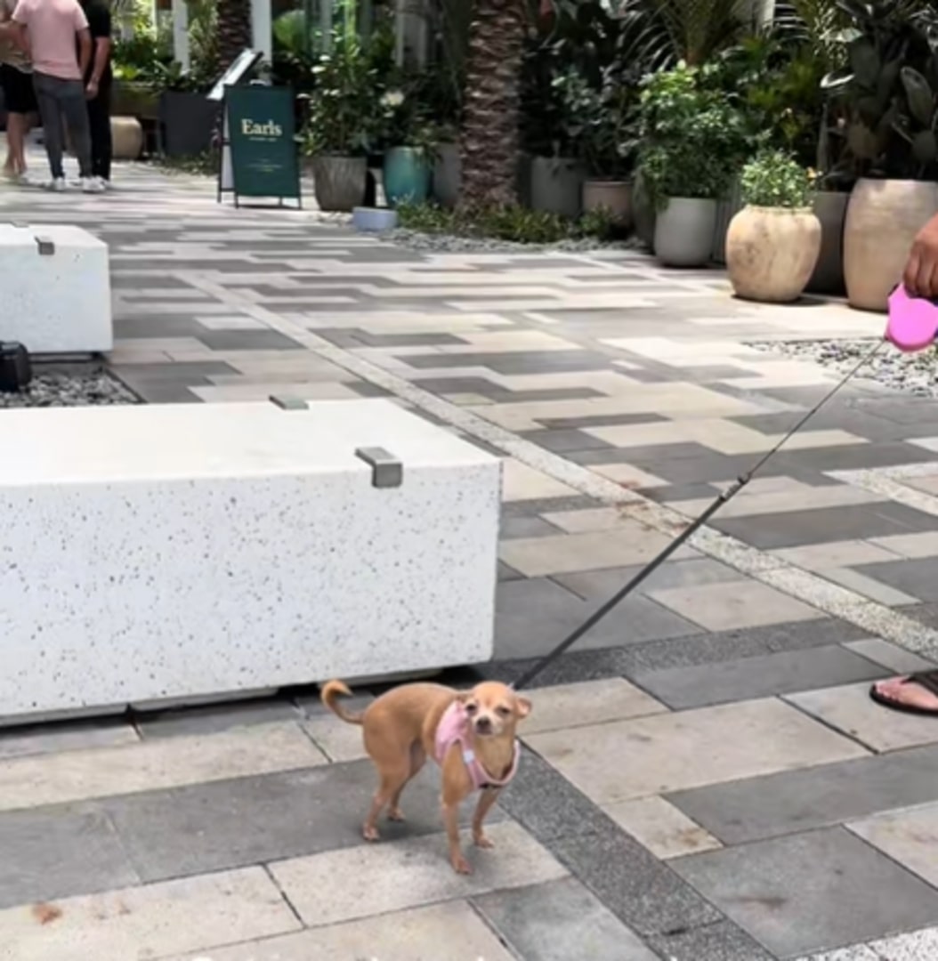 sweet chihuahua
