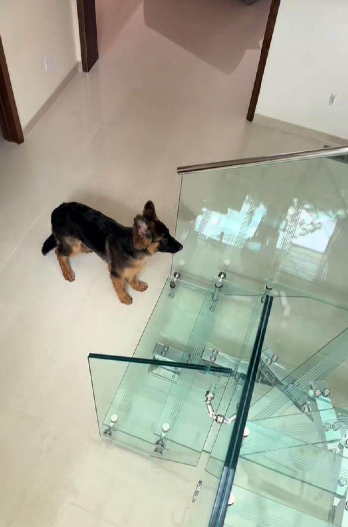sweet dog and glass stairs