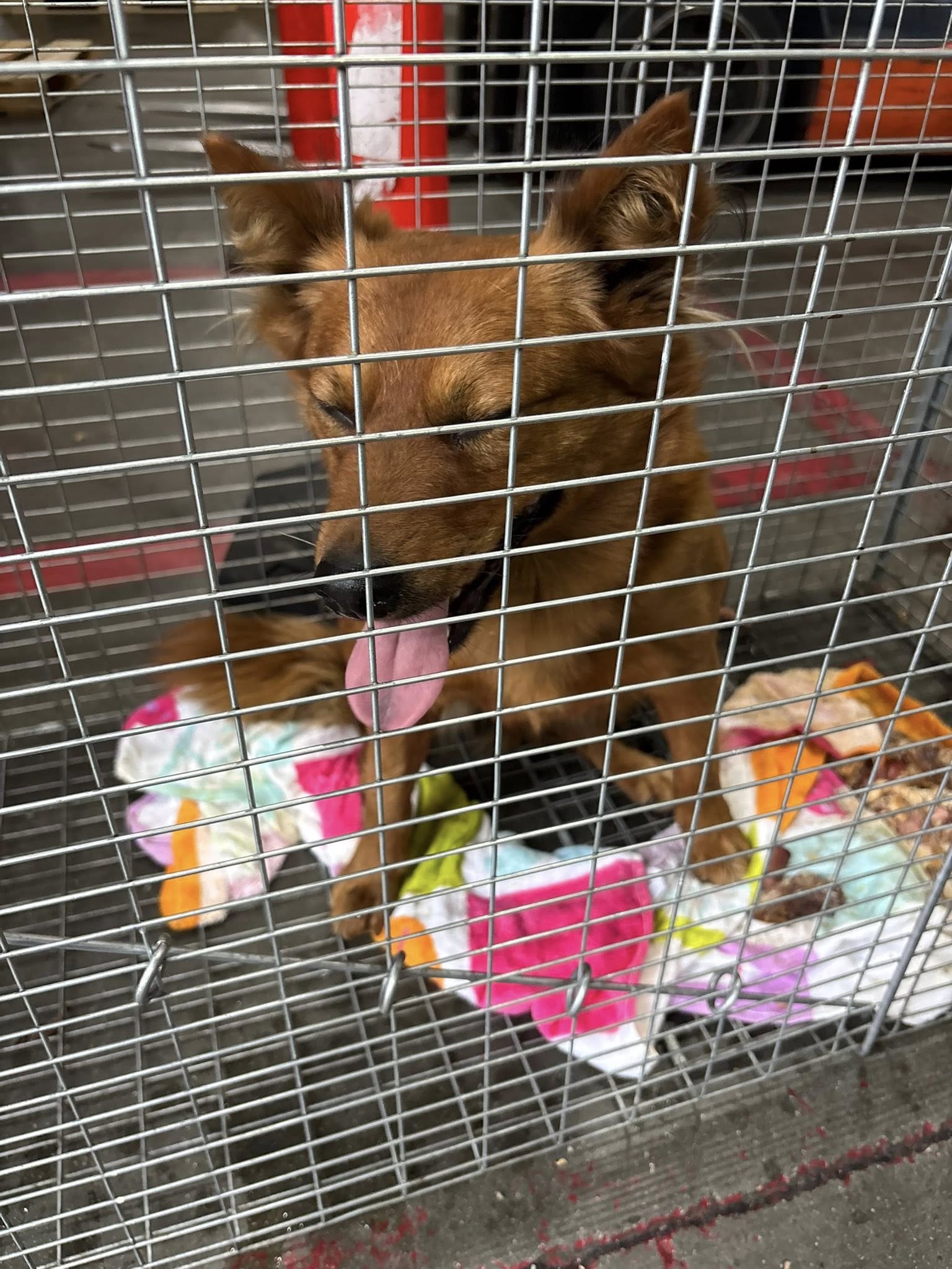 sweet dog in cage