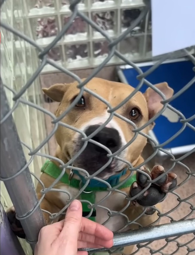 sweet dog in cage