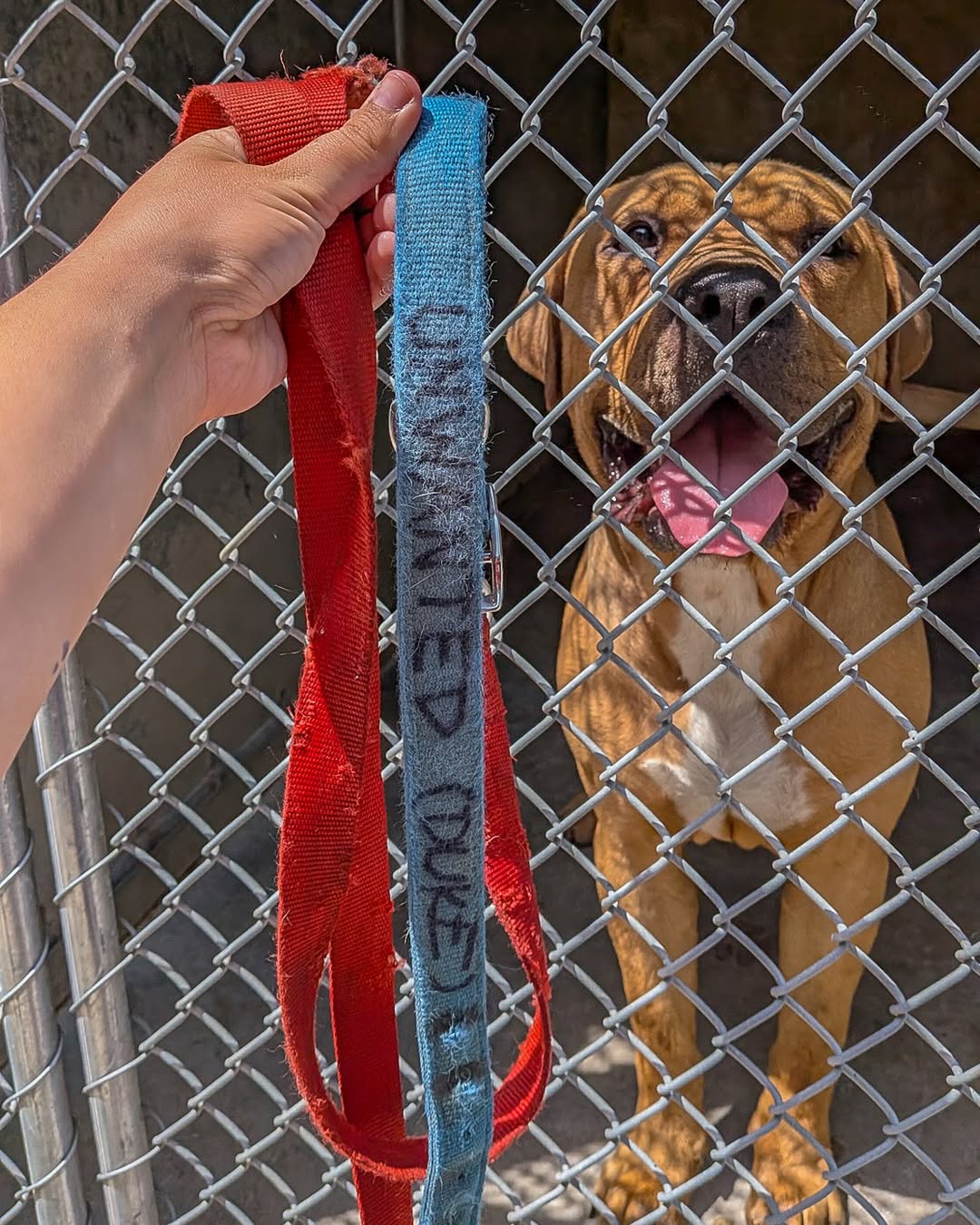 sweet dog in cage