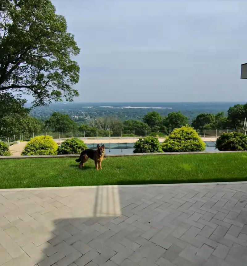 sweet dog in garden