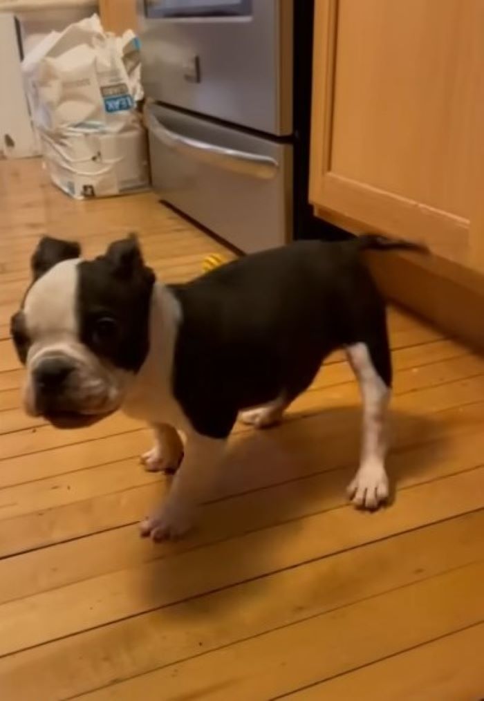 sweet dog in house