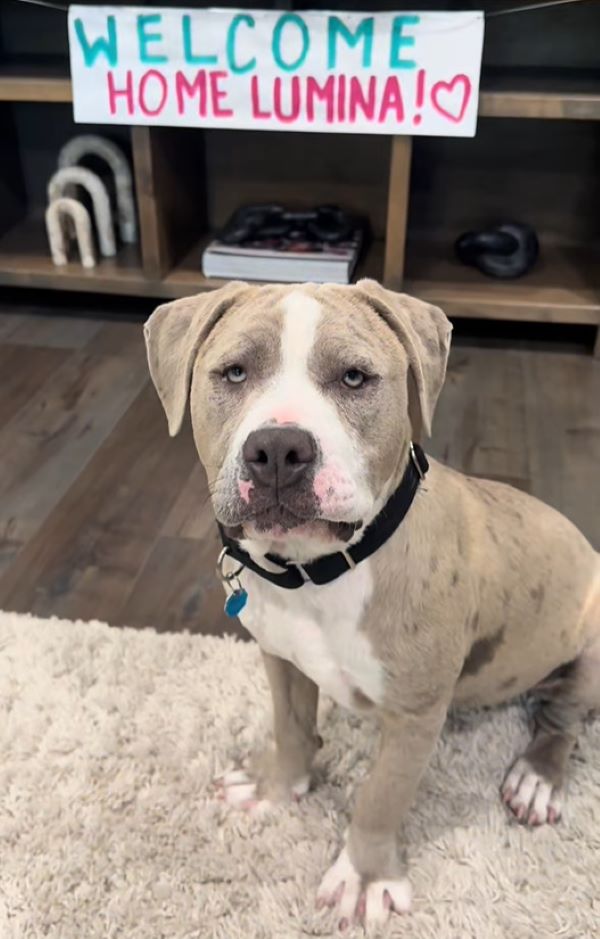 sweet dog in house