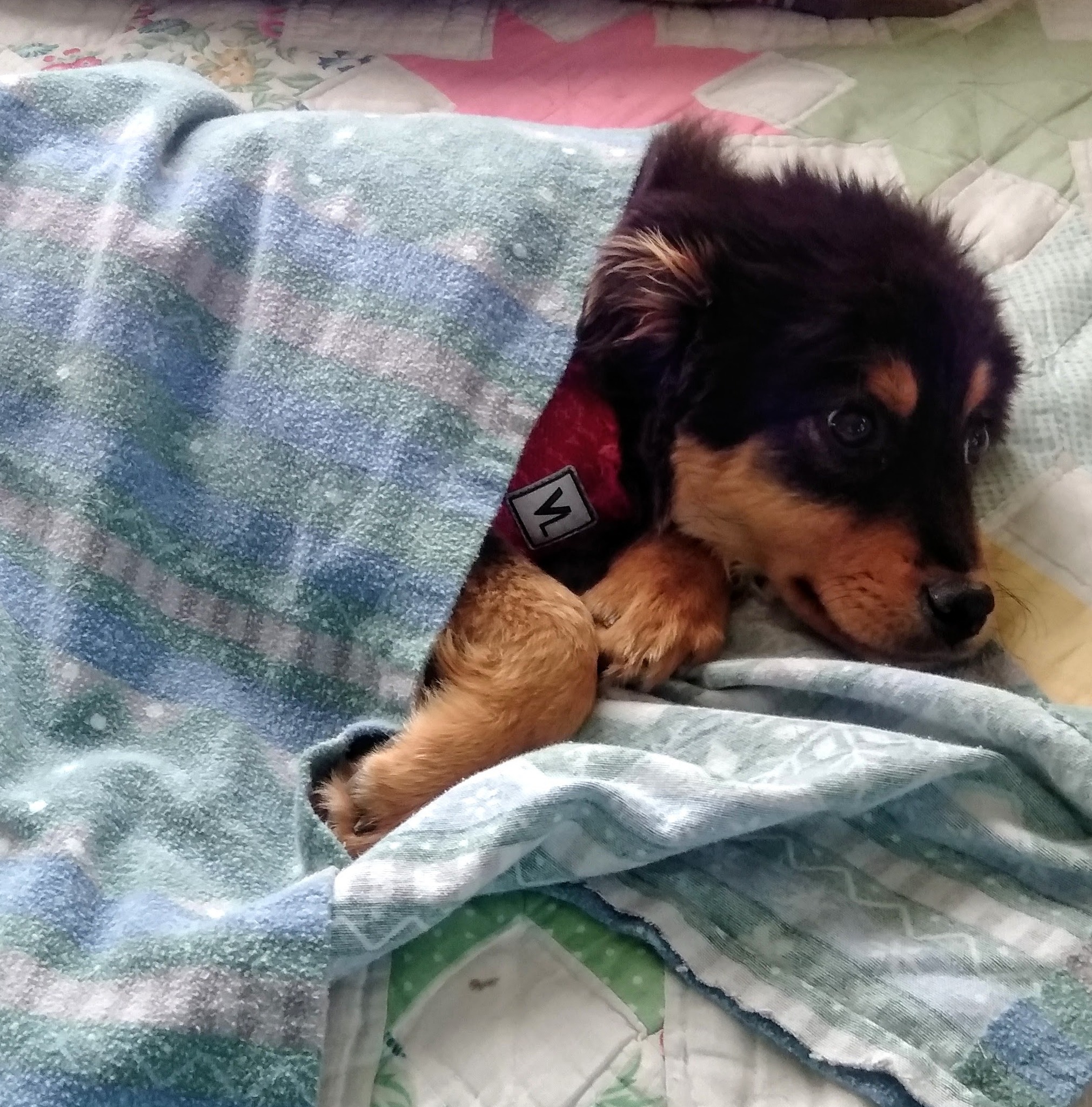sweet dog laying down