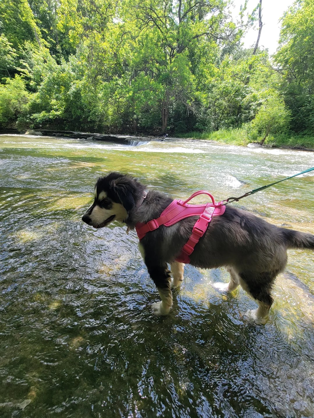 sweet dog on leash