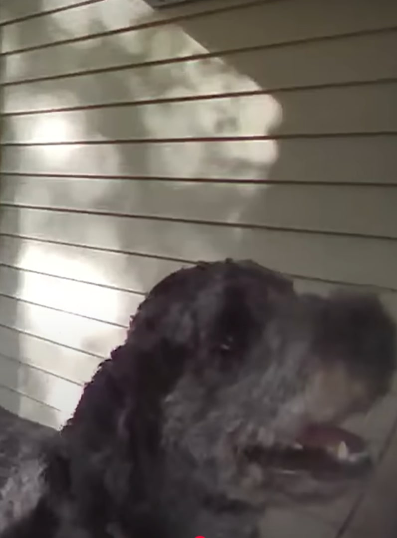 sweet dog on porch