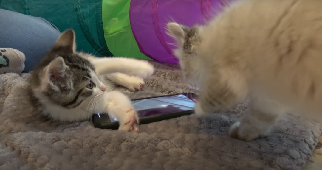 sweet kittens