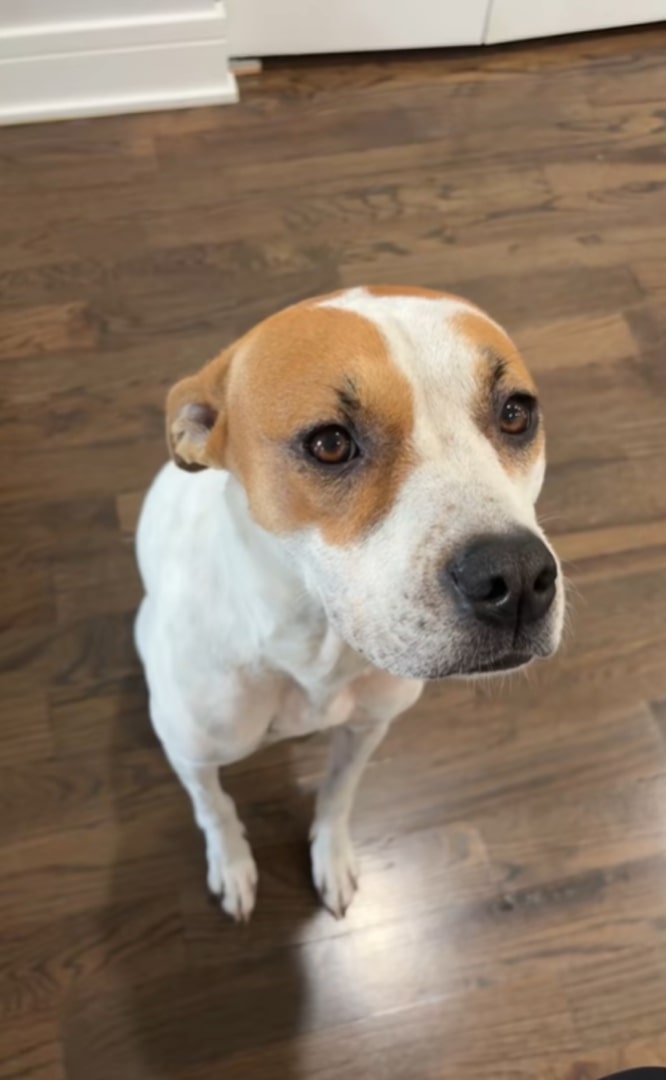 sweet senior dog