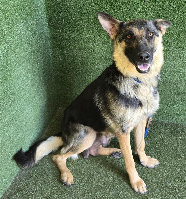 sweet shelter dog