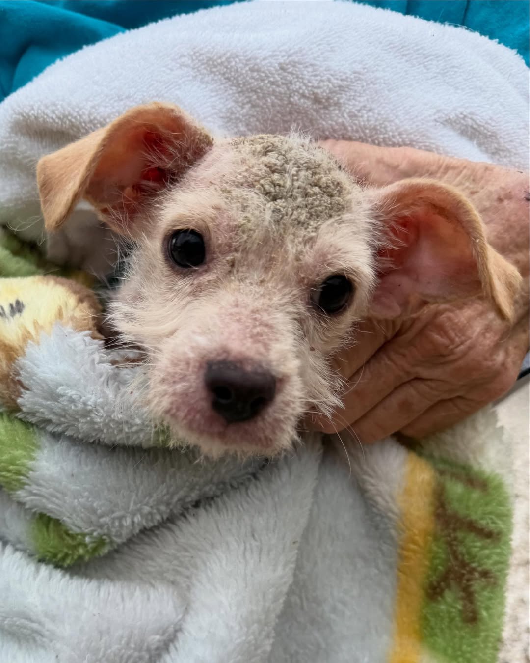 sweet tiny dog