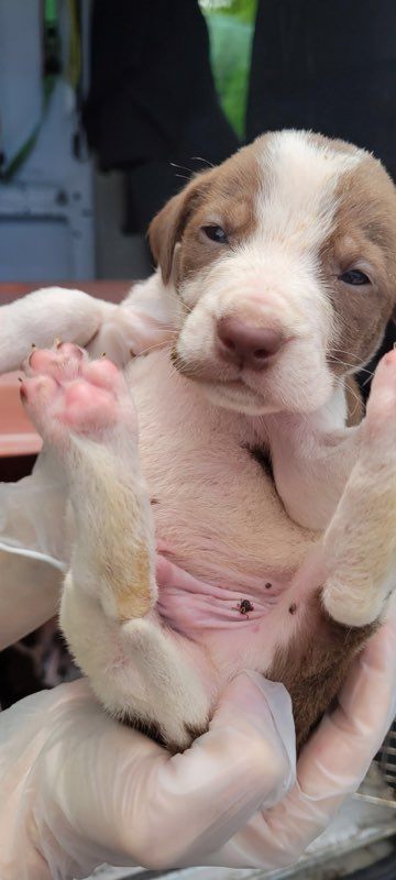 sweet tiny puppy