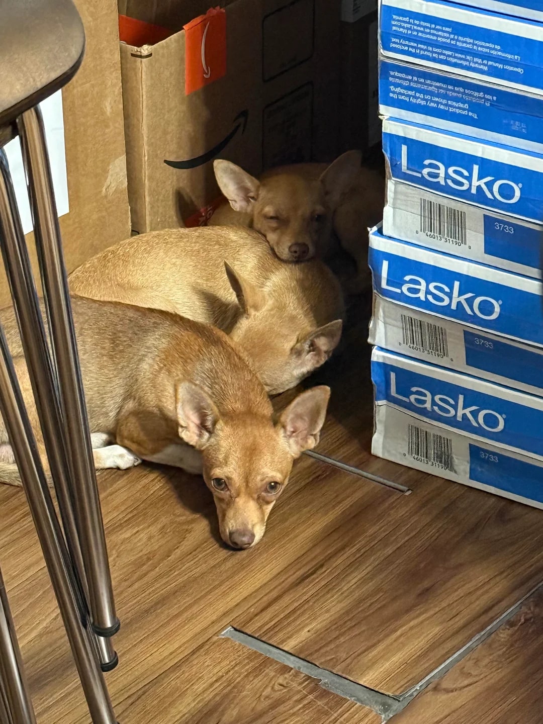 three chihuahuas laying down