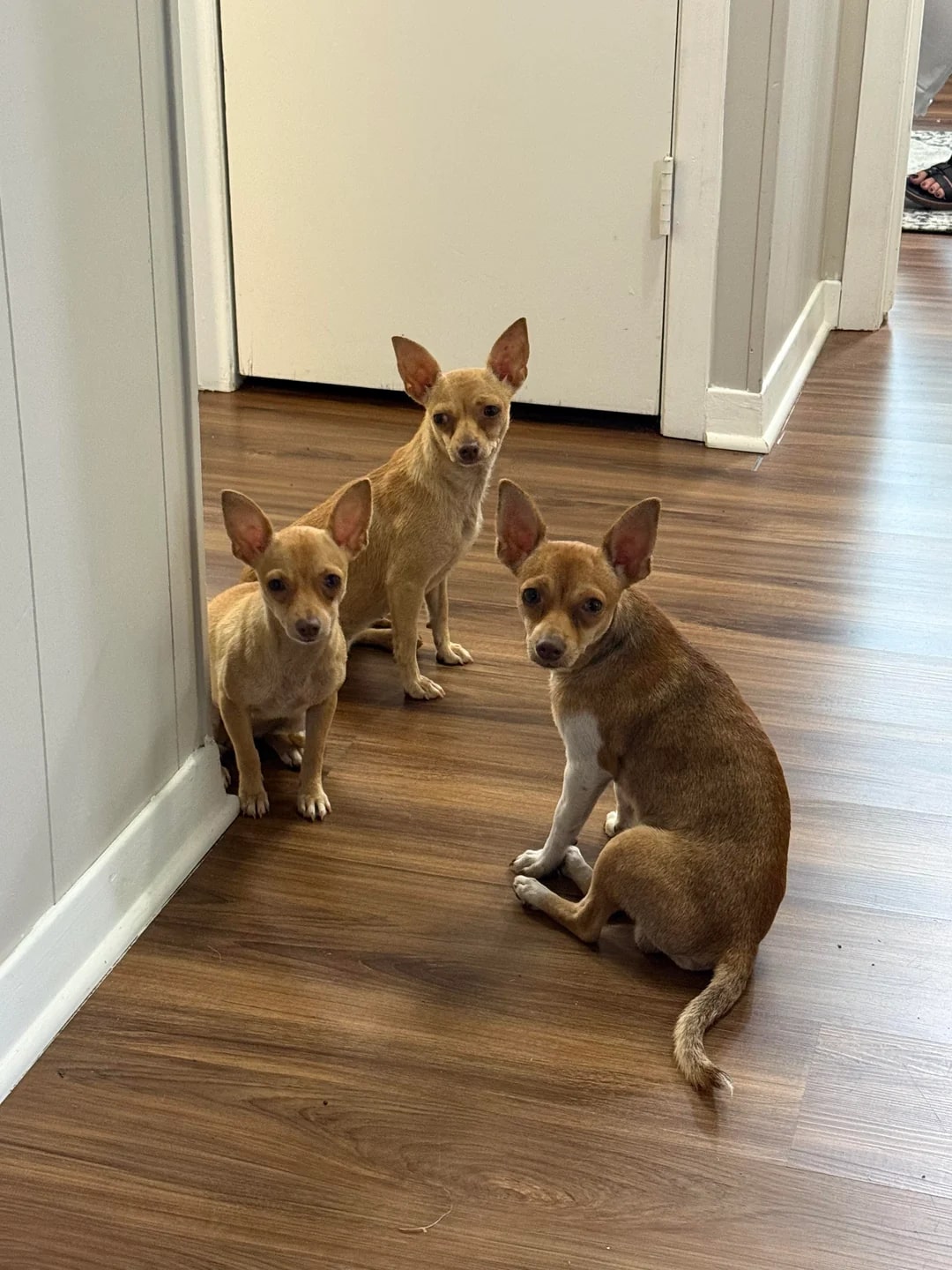 three chihuahuas