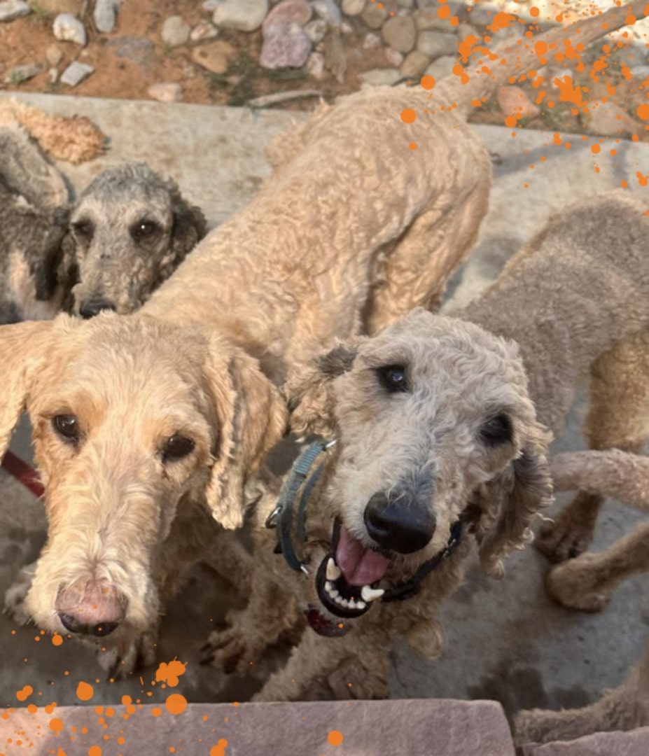 three dogs