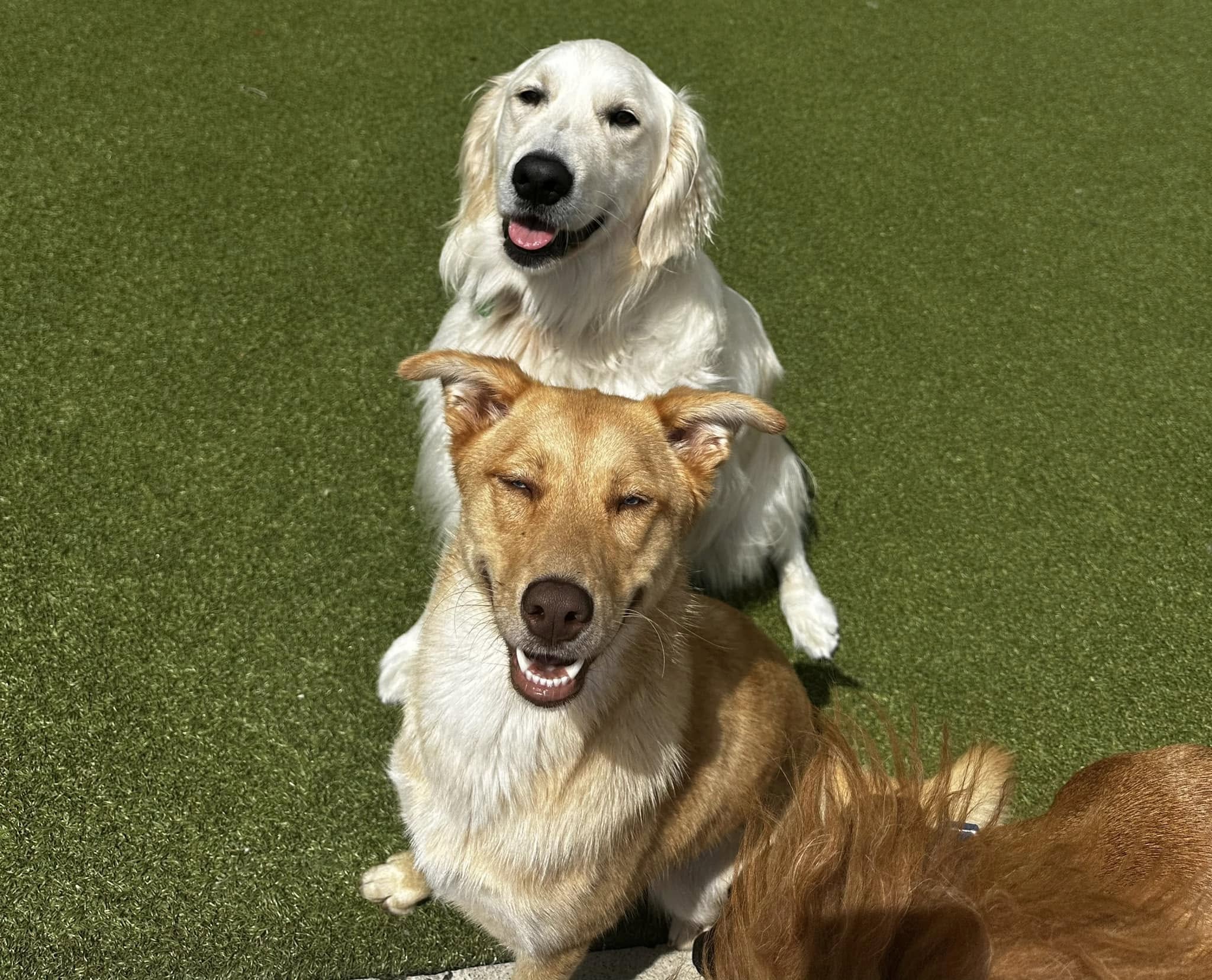 three dogs
