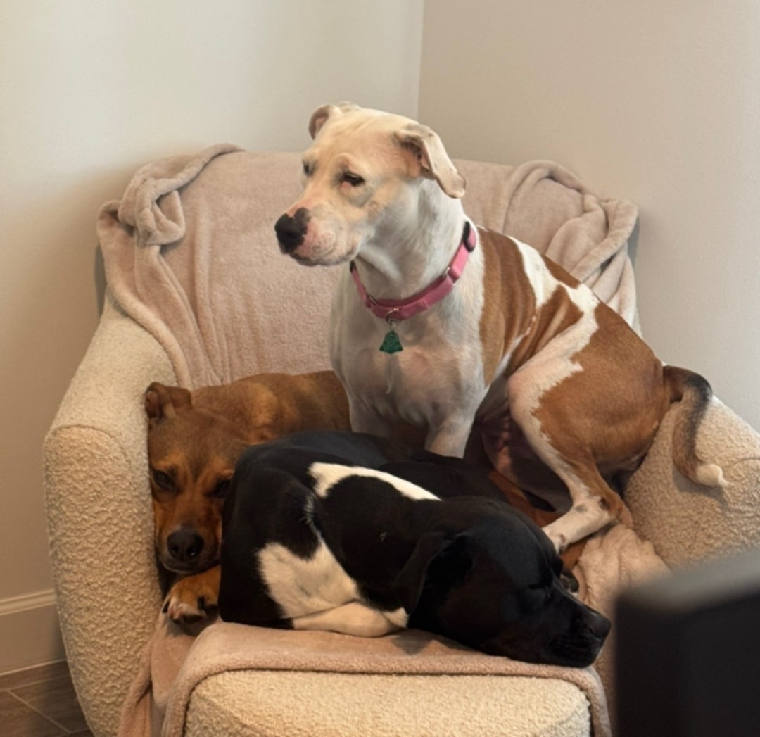 three dogs lying togethe