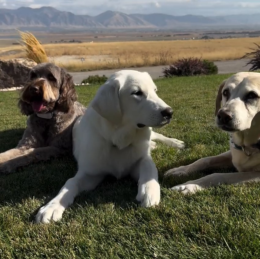 three dogs
