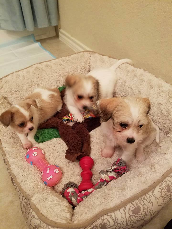three puppies playing
