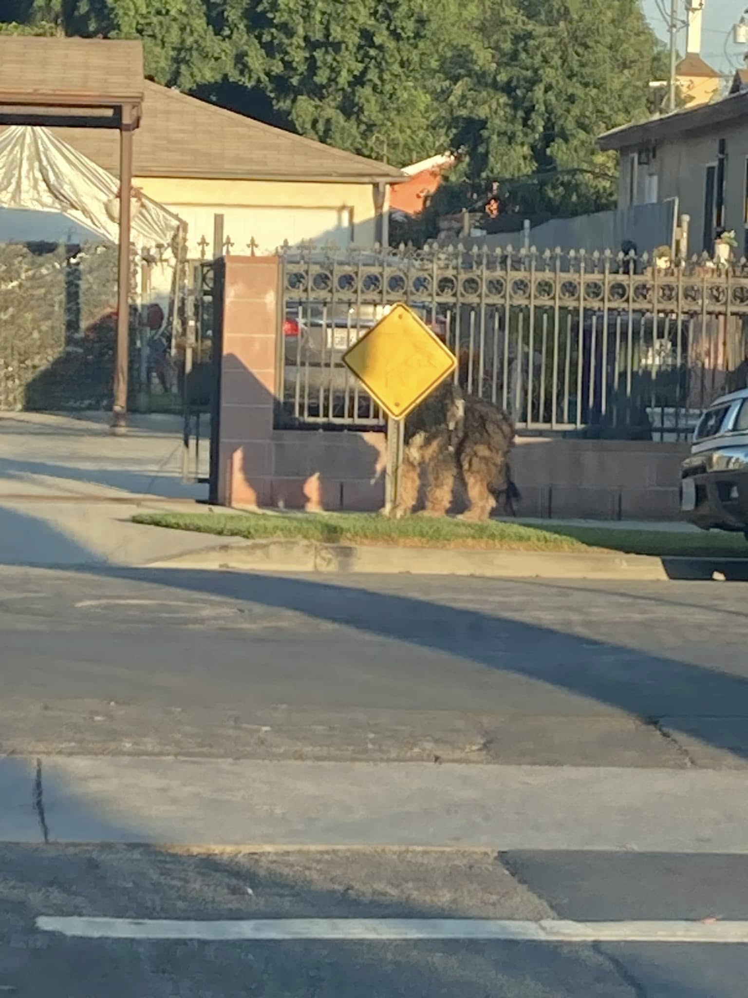 thrown out dog