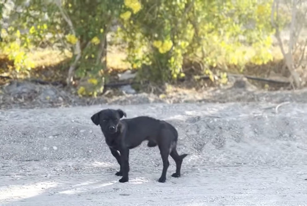 tiny black dog