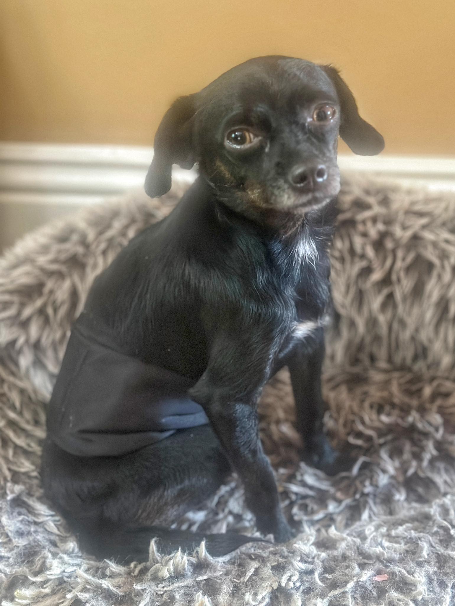 tiny black dog