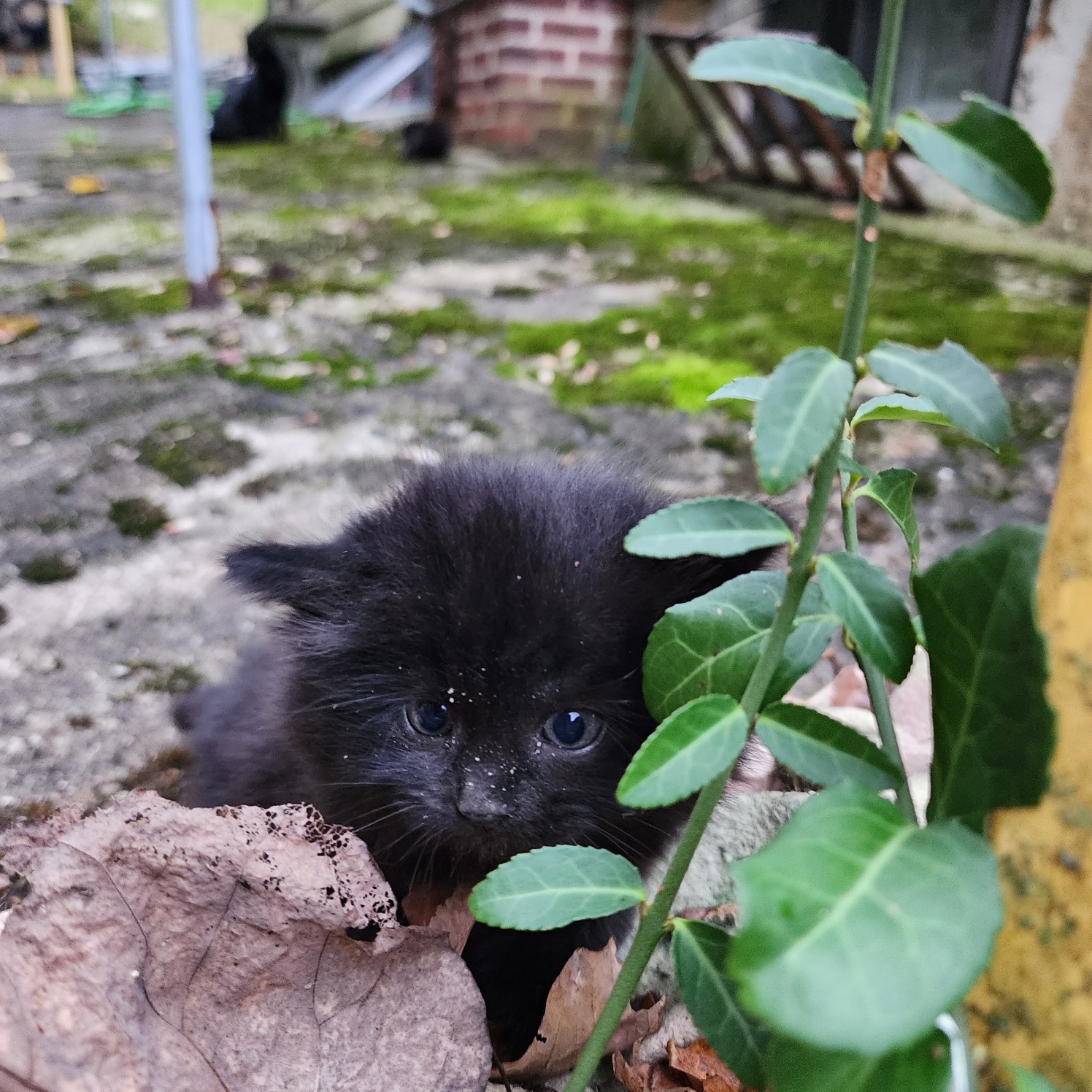 tiny black kitten