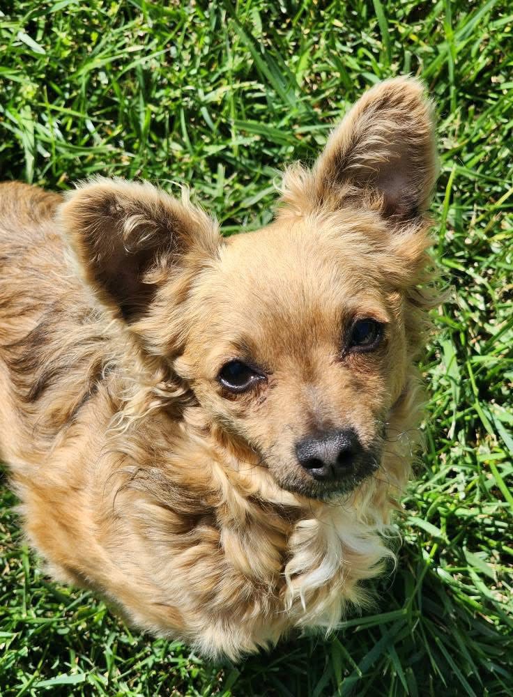 tiny brown dog