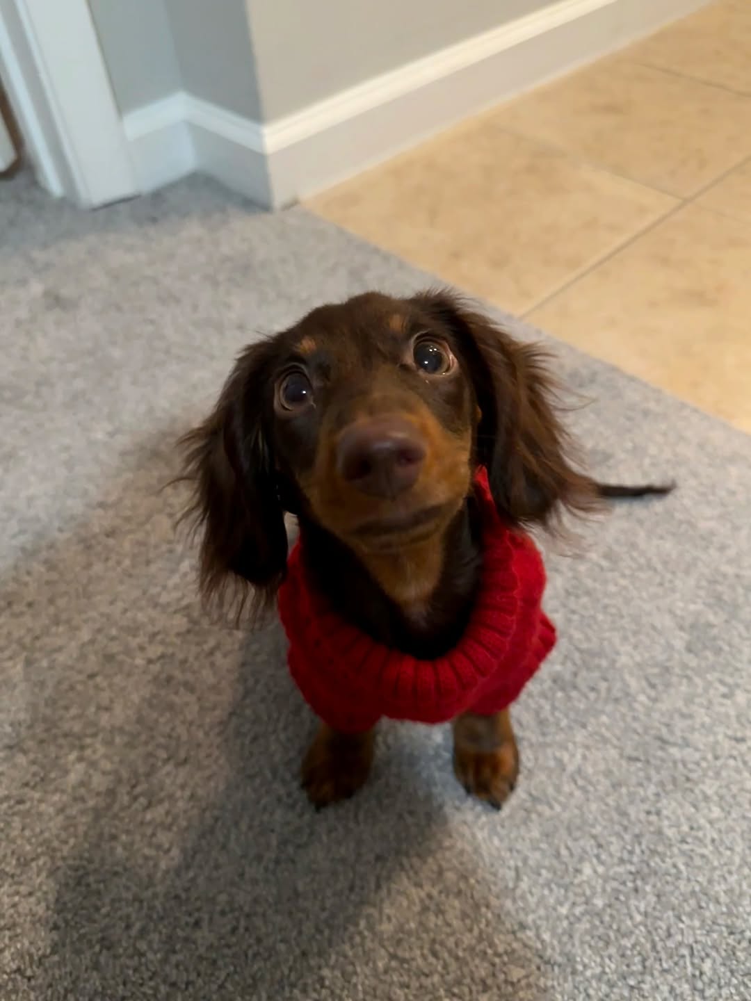 tiny dachshund sitting