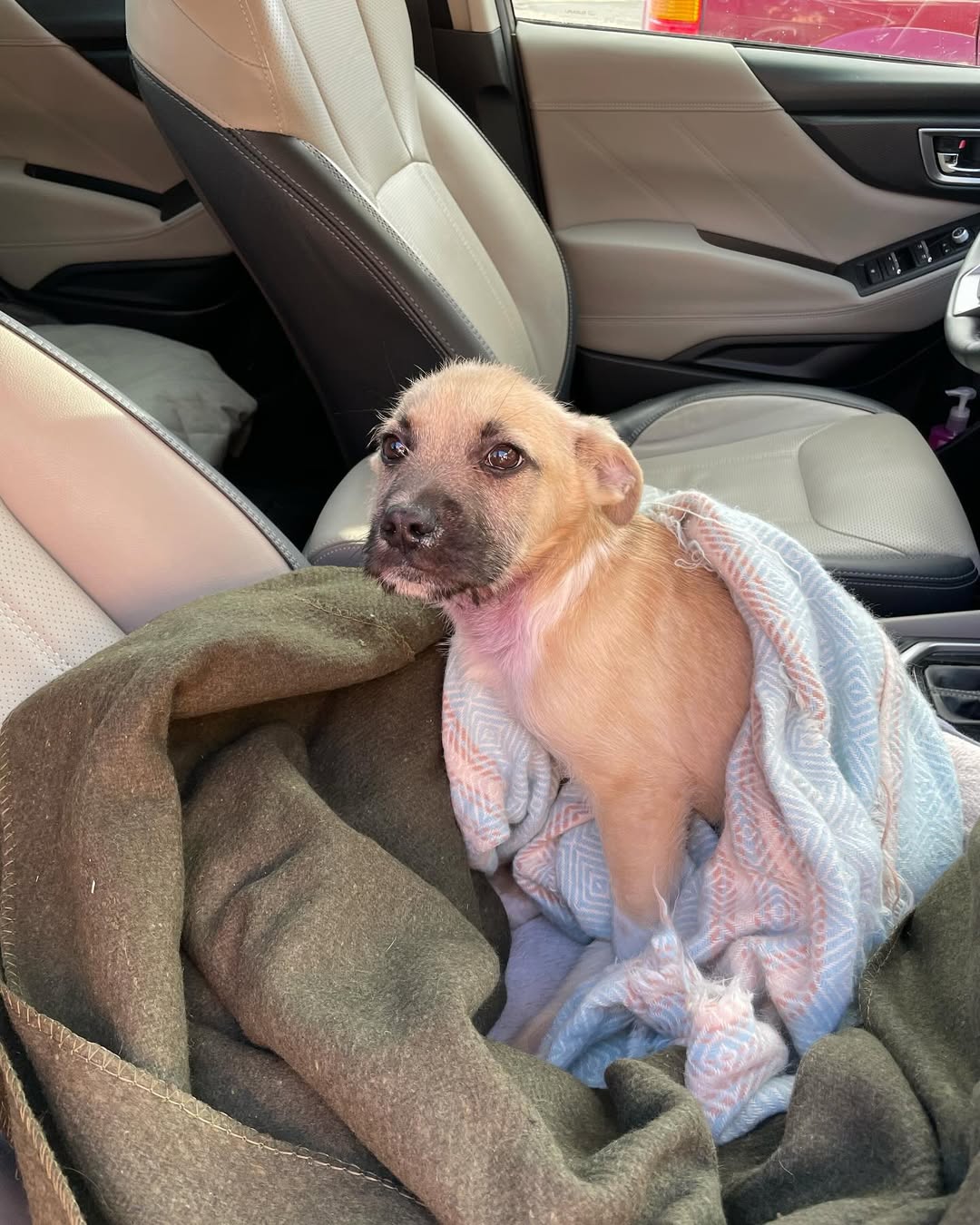 tiny dog in car