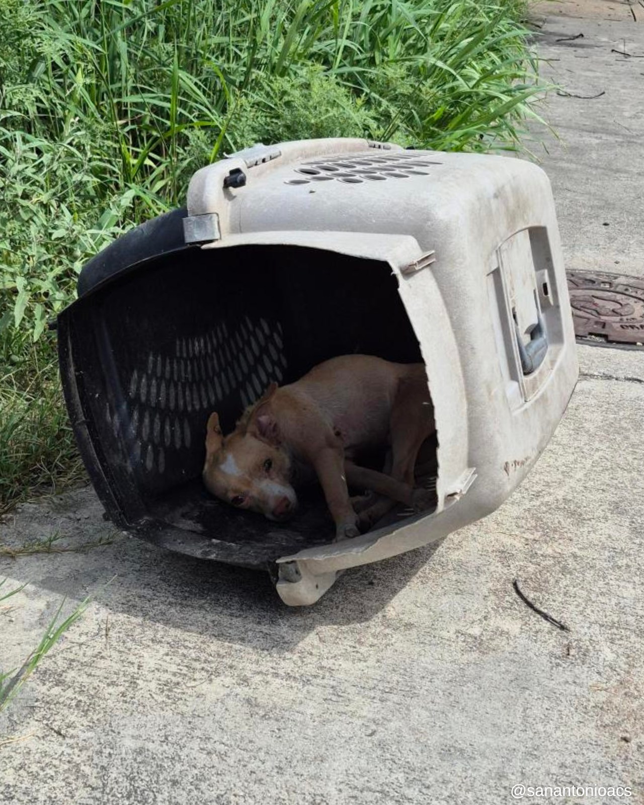 tiny dog in crate